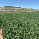 Kurban Arıkan